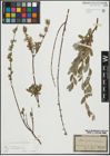 Foto von Salix repens subsp. incubacea (L.) A. Neumann